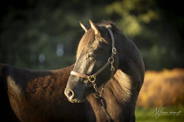 Veulen (ml) Welsh Partbred Te koop 2024 Zwart ,  RUFUS ELVEY