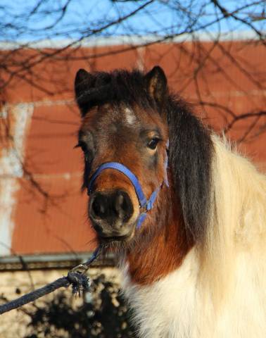 Veulen (vr) Shetland Te koop 2024 Bont ,  HIP HIP HIP DES ISLES