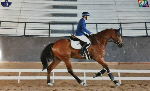 Ruin Italiaans rijpaard  Te koop 2022 Donker bruin / bai ,  Baedeker