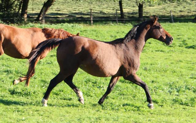 Draagmerrie Selle Fran&ccedil;ais Te koop 2011 Bruin / Bai