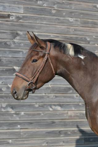 Merrie AES Anglo European Studbook Te koop 2022 Bont ,  Dark moon&rsquo;s