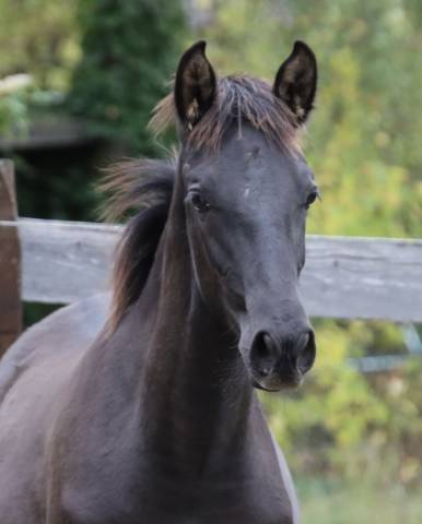 Veulen (ml) PRE Puur Ras Spaans Te koop 2025 Zwart ,  Avero PA