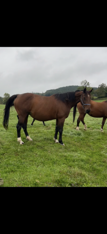Merrie Selle Fran&ccedil;ais Te koop 2009 Donker bruin / bai ,  DIAMANT DE SEMILLY