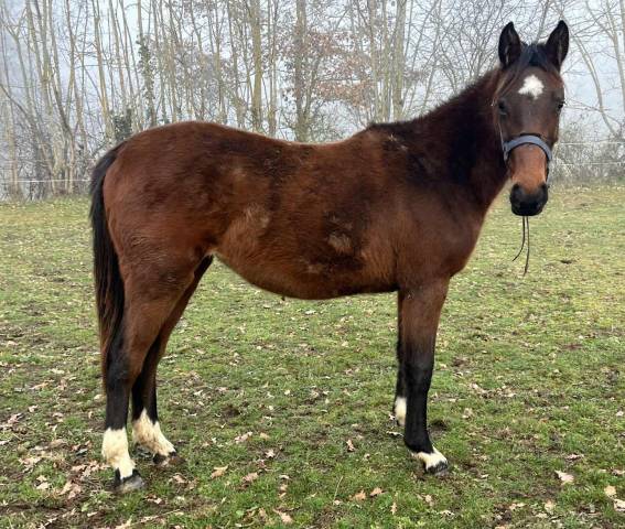Merrie Selle Fran&ccedil;ais Te koop 2024 Donker bruin / bai