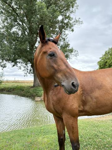 Ruin Franse draver  Te koop 2015 Vos