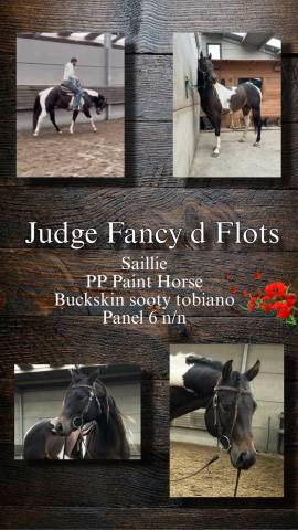 Judge Fancy d Flots - Paint Horse 2019 ,  Forever fancy d flots