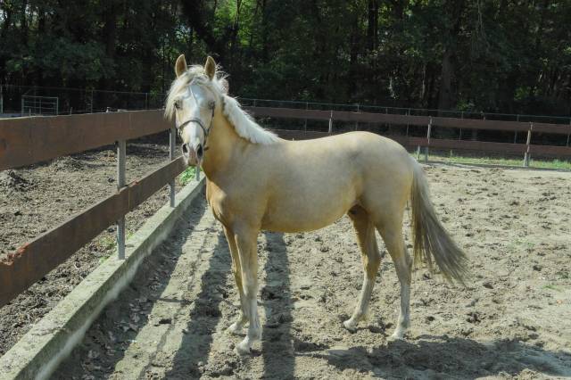 Dekhengst Nederlandse pony Te koop 2024 Palomino ,  Winston&rsquo;s Lisandro
