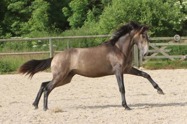 Hengst Lusitano Te koop 2023 Schimmel ,  MAGISTRAL DE LA COMBE