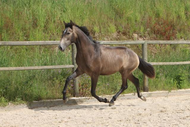 Hengst Lusitano Te koop 2023 Schimmel ,  MAGISTRAL DE LA COMBE