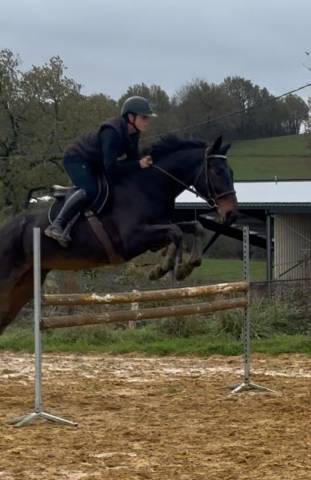 Merrie Selle Fran&ccedil;ais Te koop 2017 Zwart ,  JOHNNY BOY II