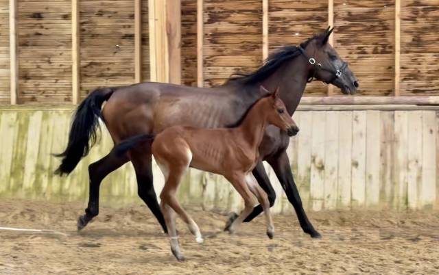 Draagmerrie Trakehner Te koop 2010 Bruin / Bai ,  SOLERO