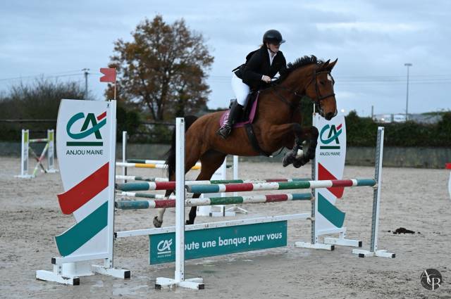 Merrie Selle Fran&ccedil;ais Te leen 2015 Donker bruin / bai