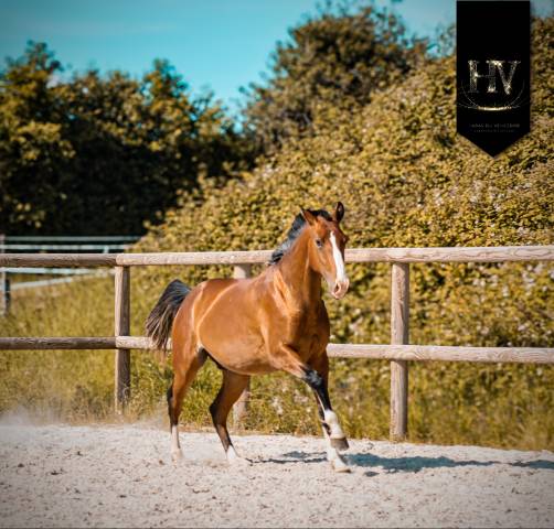 Veulen (ml) Lusitano Te koop 2024 Donker bruin / bai ,  Ouro JLC