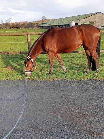 Merrie Selle Fran&ccedil;ais Te koop 2021 Donker bruin / bai ,  fighter semilly