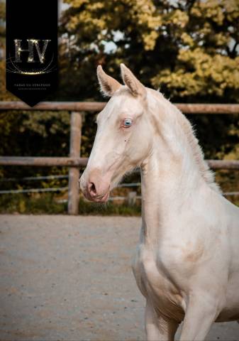 Veulen (ml) Lusitano Te koop 2025 Cr&egrave;me ,  Ouro JCL