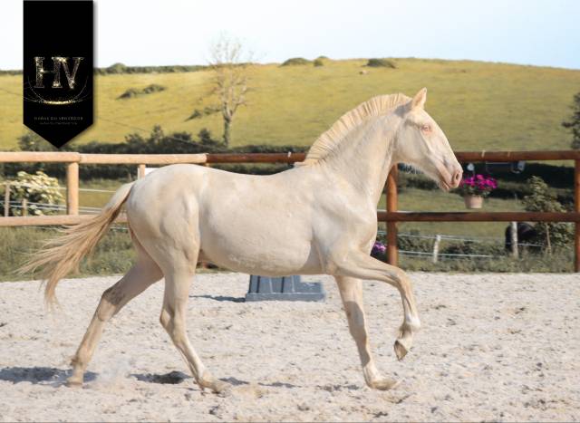 Veulen (ml) Lusitano Te koop 2025 Cr&egrave;me ,  Ouro JCL