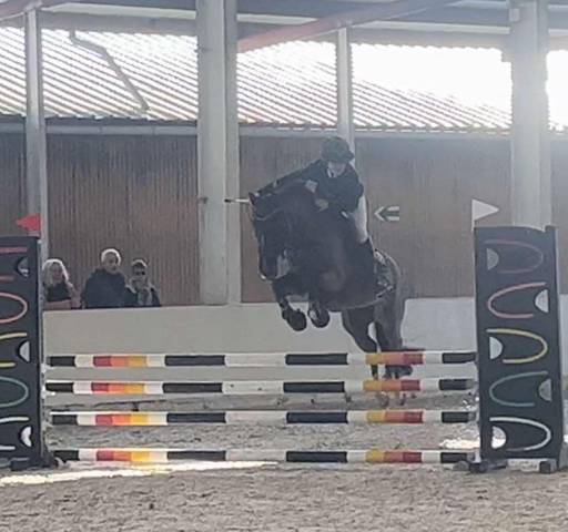 Merrie Franse rijpony PFS Te koop 2015 Zwart