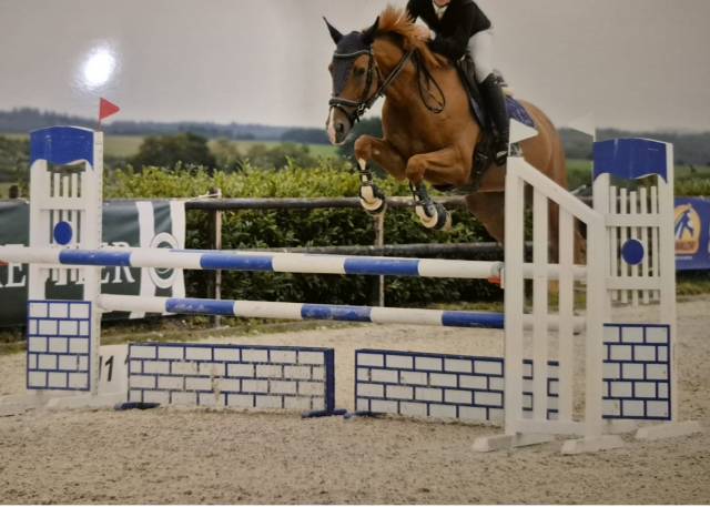 Merrie Belgisch sportpaard Te koop 2017 Vos