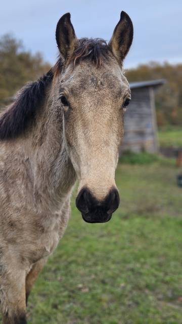 Ruin Franse rijpony PFS Te koop 2024 Isabel