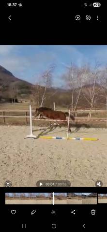 Veulen (vr) Welsh Pony (Section D), Welsh Cob  Te koop 2024 Donker bruin / bai ,  Kamil