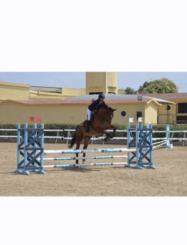 Ruin Selle Fran&ccedil;ais Te koop 2016 Donker bruin / bai ,  DIAMANT DE SEMILLY SFA