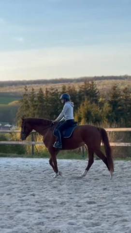 Merrie Oldenburger Te koop 2020 Vos ,  Furst jazz