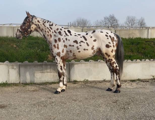 Ruin AES Anglo European Studbook Te koop 2022 Appaloosa