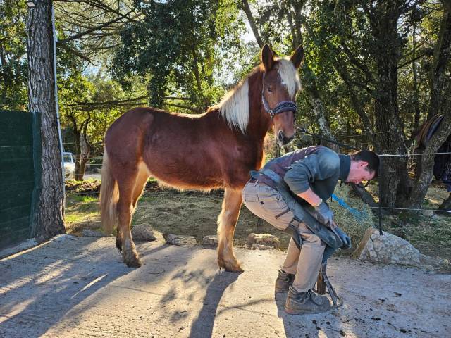 Merrie Ras onbekend Te koop 2024 Vos