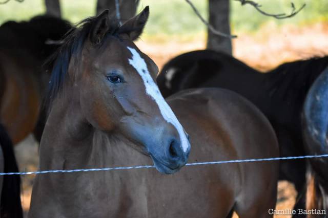 Merrie Franse rijpony PFS Te koop 2019 Donker bruin / bai ,  Vertigo de Ch&acirc;telain