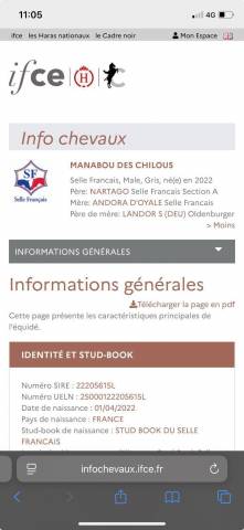 Ruin Selle Fran&ccedil;ais Te koop 2022 Schimmel ,  Nartago