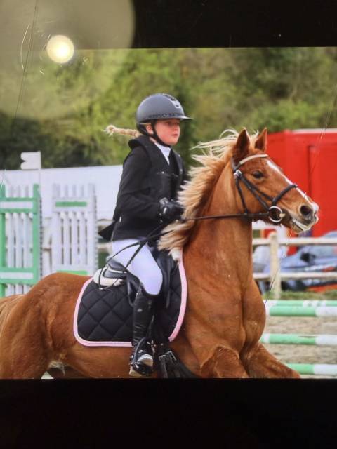 Merrie Bekend ras Te koop 2015 Vos