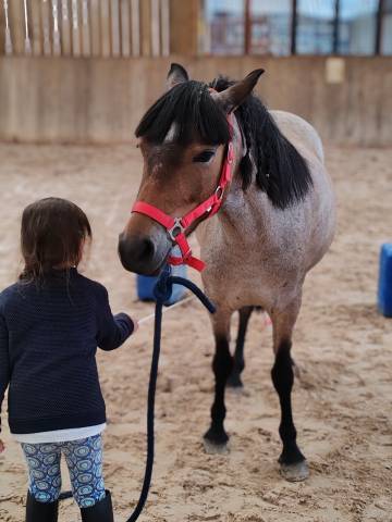 Merrie Welsh Partbred Te koop 2019 Bruinroan