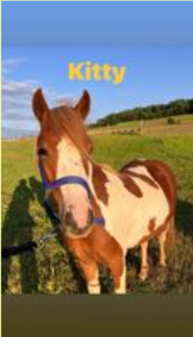 Merrie Welsh Partbred Te koop 2022 Bont