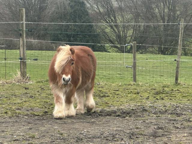 Ruin Belgische pony Delen 1997 Vos