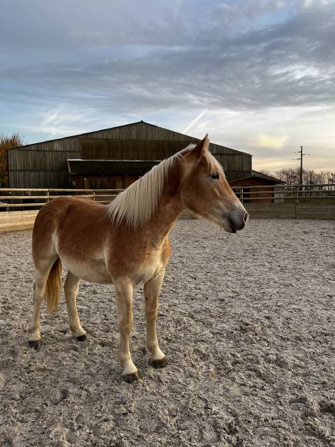 Merrie Haflinger Te koop 2022 Lichte manen en staart
