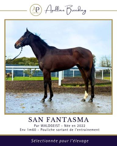 Merrie Volbloed Te koop 2022 Donker bruin / bai