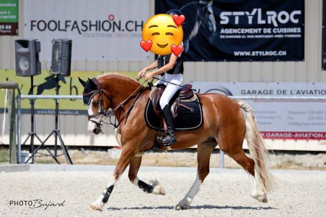 Ruin Welsh Pony (Section D), Welsh Cob  Te koop 2016 Overige kleuren