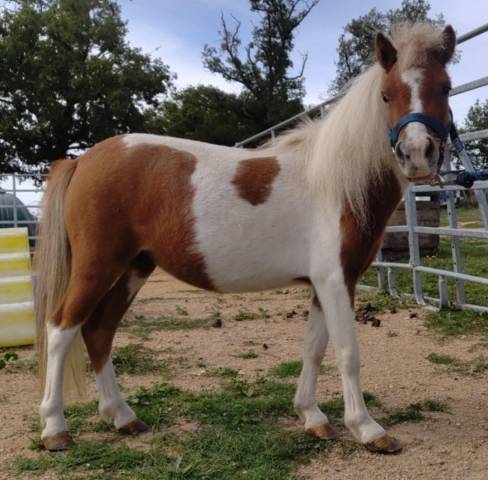 Merrie Bekend ras Te koop 2022 Bont ,  SLOUP STARQUETAN