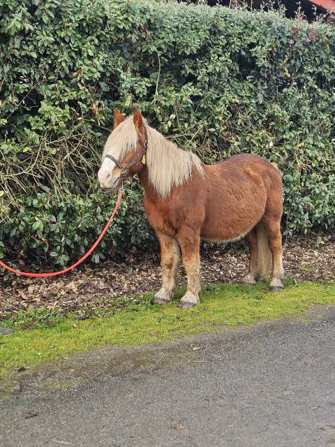 Ruin Ras onbekend Te koop 2012 Isabel