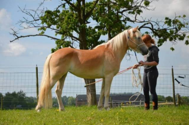 Merrie Haflinger Te koop 2012 Vos ,  liz Alcantara