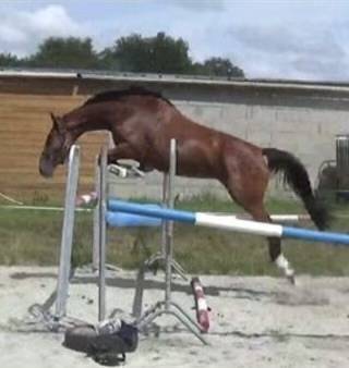 Merrie Selle Fran&ccedil;ais Te koop 2014 Donker bruin / bai ,  CON AIR