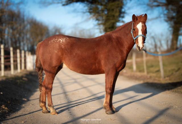 Ruin Paint Horse Te koop 2018 Vos