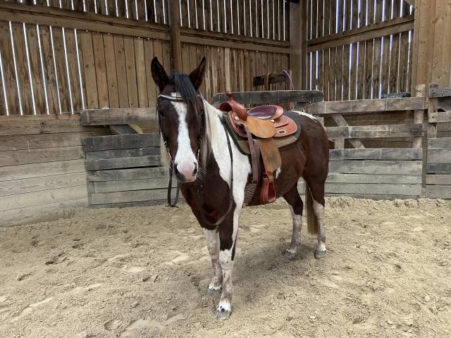 Ruin Paint Horse Te koop 2020 Bontzwart