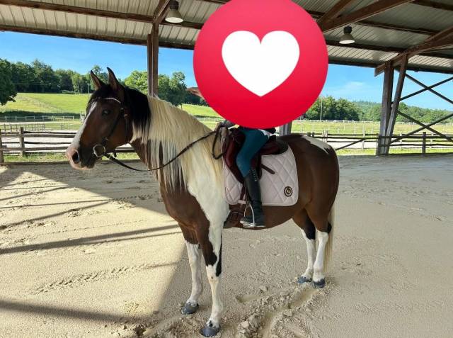Ruin Paint Horse Te koop 2020 Bontzwart