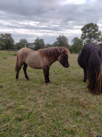 Veulen (ml) Bekend ras Te koop 2025 Muisgrijs ,  SLOUP STARQUETAN