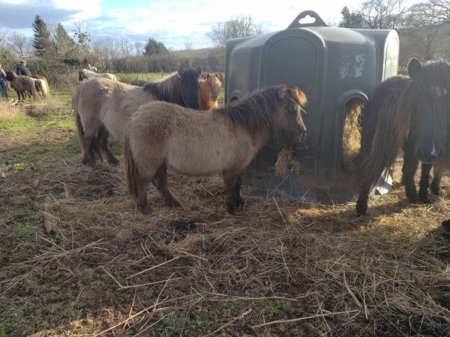Veulen (ml) Bekend ras Te koop 2025 Muisgrijs ,  SLOUP STARQUETAN