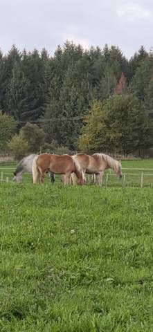 Merrie Haflinger Te koop 2010 Vos