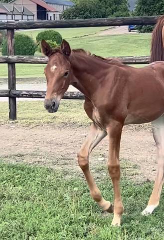 Veulen (vr) Selle Fran&ccedil;ais Te koop 2025 Vos