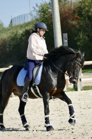 Hengst Connemara Te koop 2009 Bruin / Bai ,  BABY BOY DE RHONON