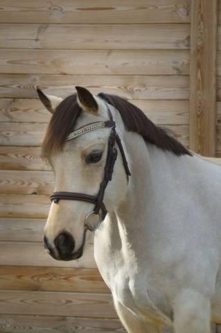 Merrie Welsh Partbred Te koop 2020 Isabel